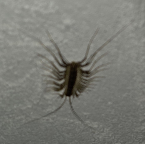 House Centipede