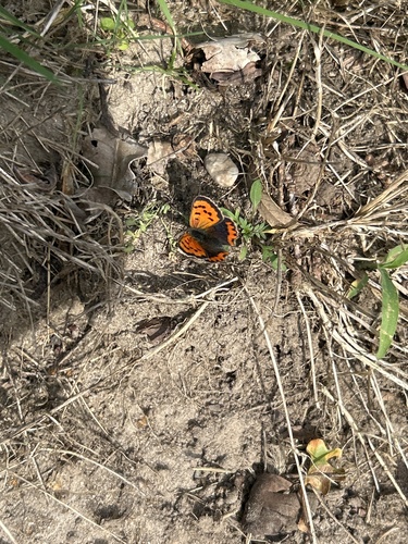 Small Copper