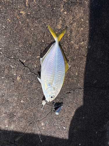 Smallmouth Scad