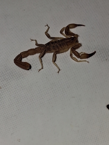 Russell's Scorpion
