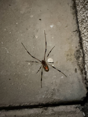 Brown Widow