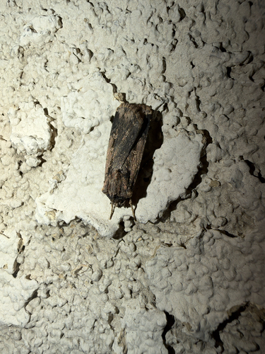 Subterranean Dart