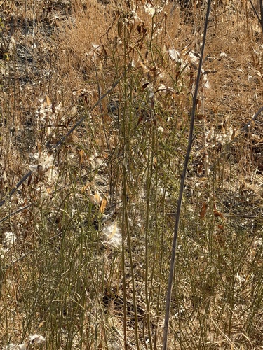 narrowleaf milkweed