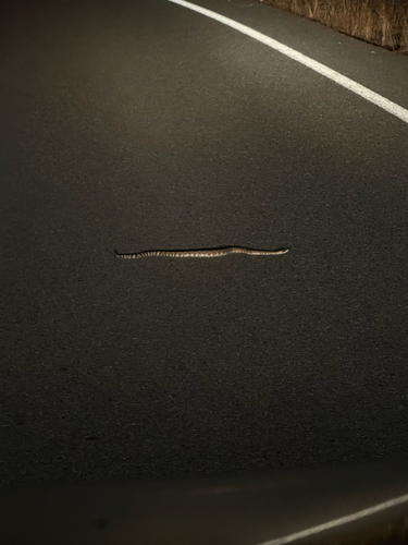 Northern Pacific Rattlesnake