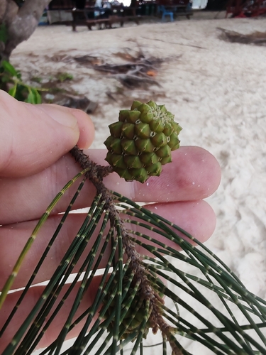 Beach Sheoak