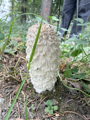 Shaggy Mane