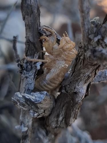 Ash Cicada