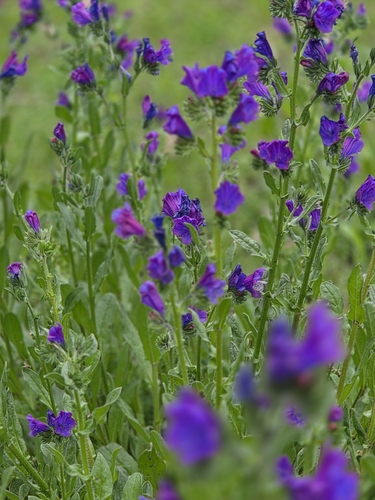 purple viper's-bugloss