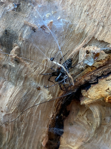 Toothed Weaver