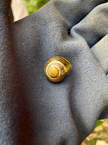 Cepaea