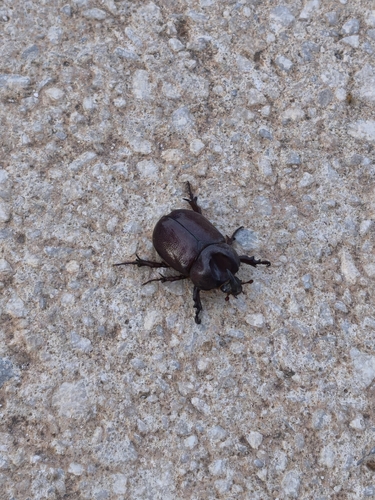 Phyllognathus excavatus