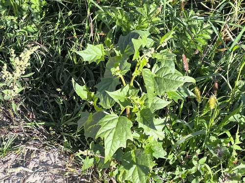 Eurasian maple-leaved goosefoot