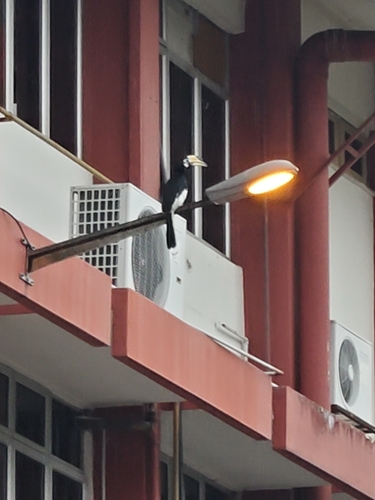 Oriental Pied Hornbill