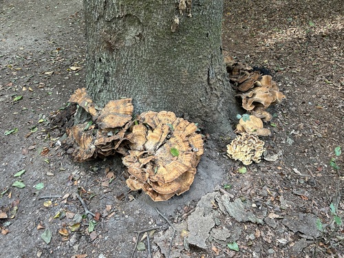 Giant Polypore