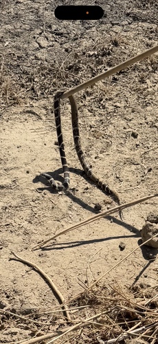 California King Snake