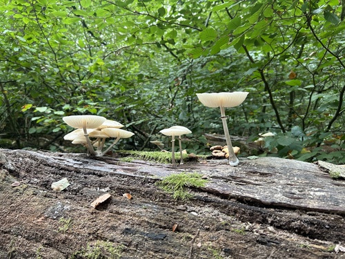 porcelain mushroom