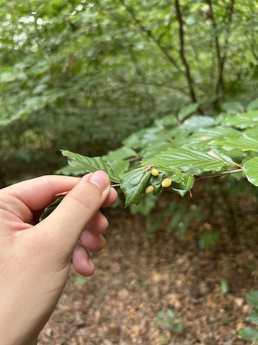 Beech Gall Midge