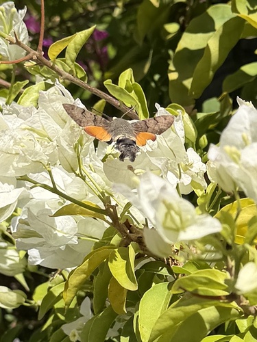 Eurasian Hummingbird Hawkmoth