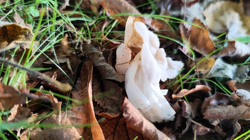 White Saddle