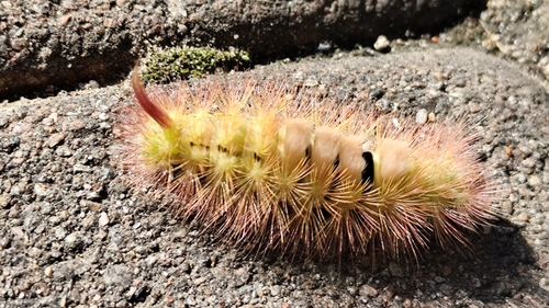 Pale Tussock Moth