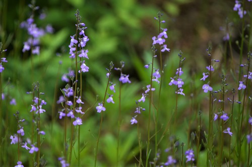 Nuttallanthus canadensis