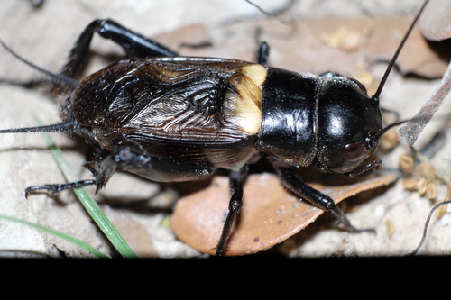 European Field Cricket