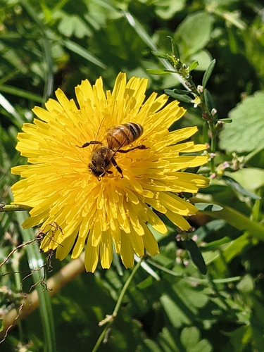 Western Honey Bee