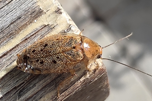 Dusky Cockroach