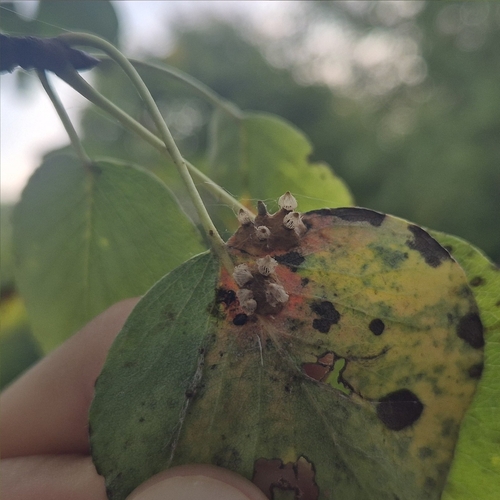 Pear Rust