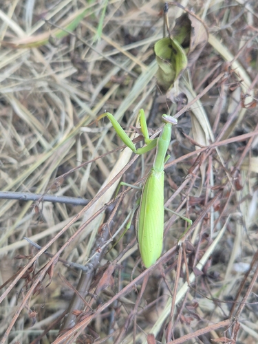 European Mantis