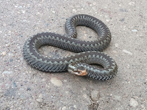 Adder