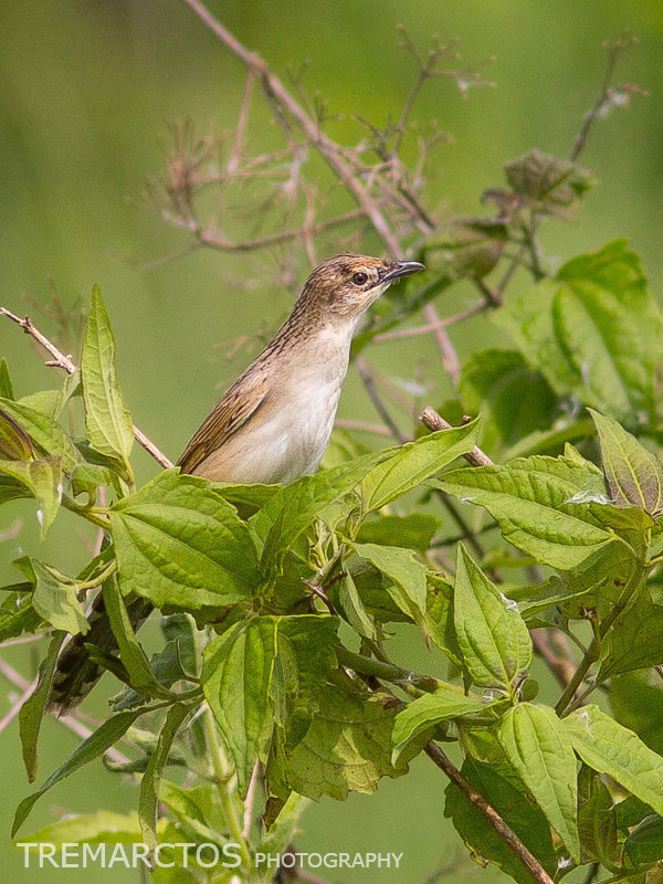 Bristled Grassbird photo