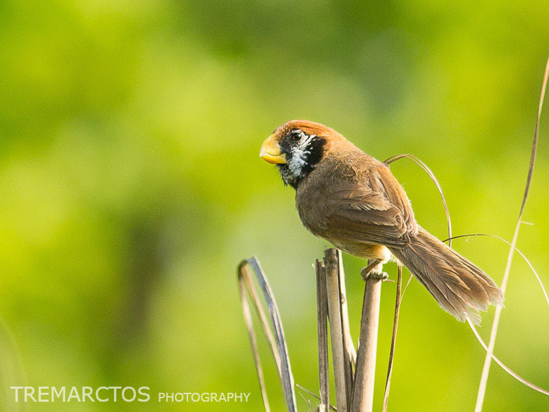 Black-breasted Parrotbill (Paradoxornis flavirostris) photo
