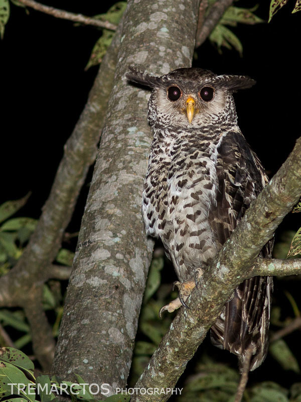 Spot-bellied Eagle-Owl photo