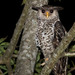 Spot-bellied Eagle-Owl - Photo (c) Ben, all rights reserved, uploaded by Ben