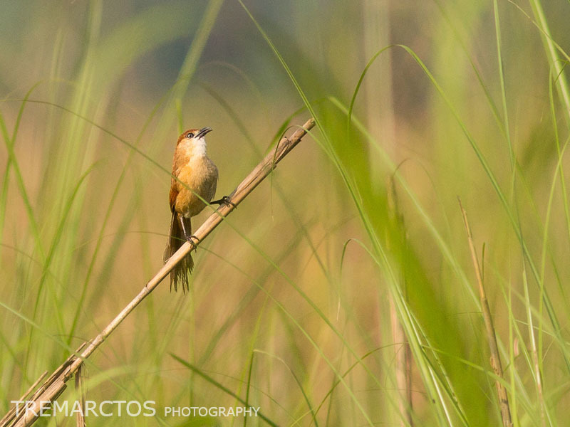 Slender-billed Babbler (Argya longirostris)