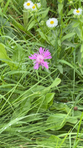 Brown Knapweed