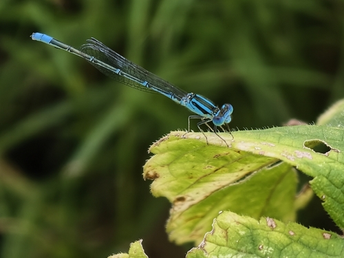 Eastern Lilysquatter