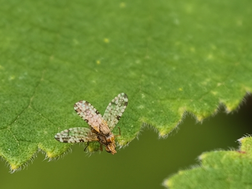 Bur-marigold Fly