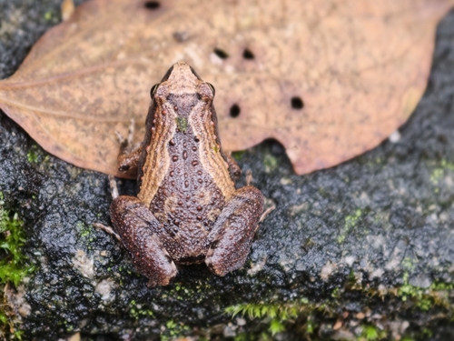 East Asian Ornate Chorus Frog