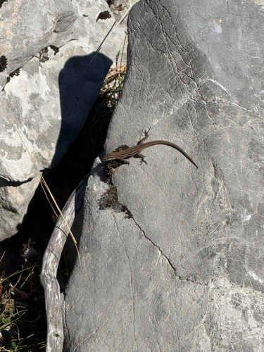 Dalmatian Wall Lizard