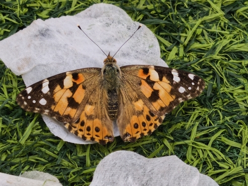 Painted Lady
