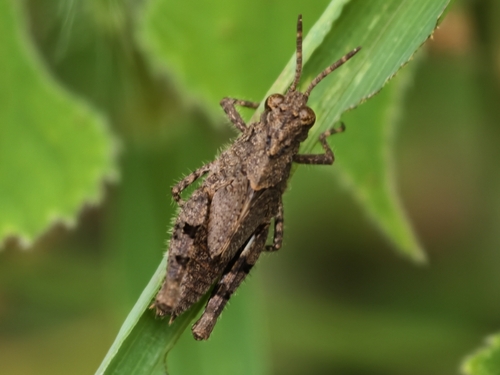 Carinate Locust