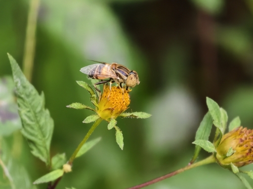 Eristalinus quinquestriatus