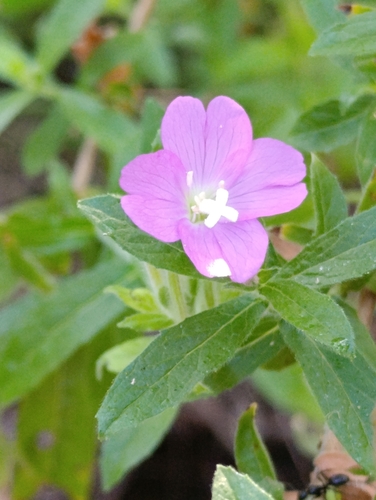 Great Willowherb