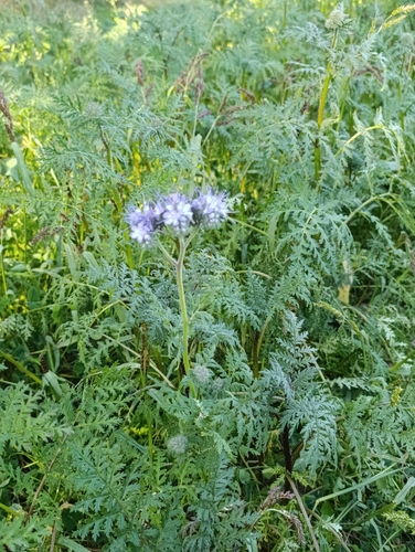 Lacy phacelia