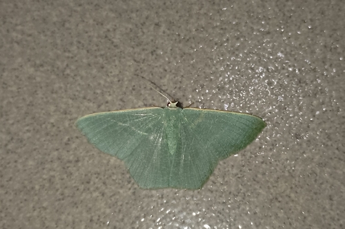 Pelagodes antiquadraria