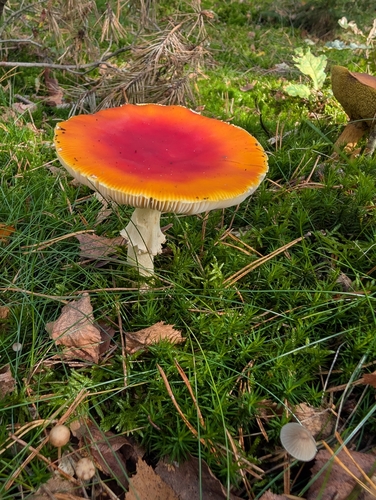 Fly Agaric