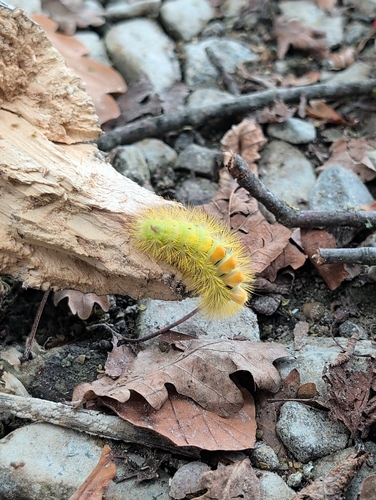 Pale Tussock Moth
