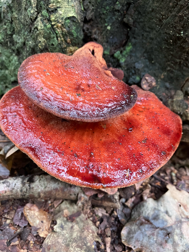 Beefsteak Polypore